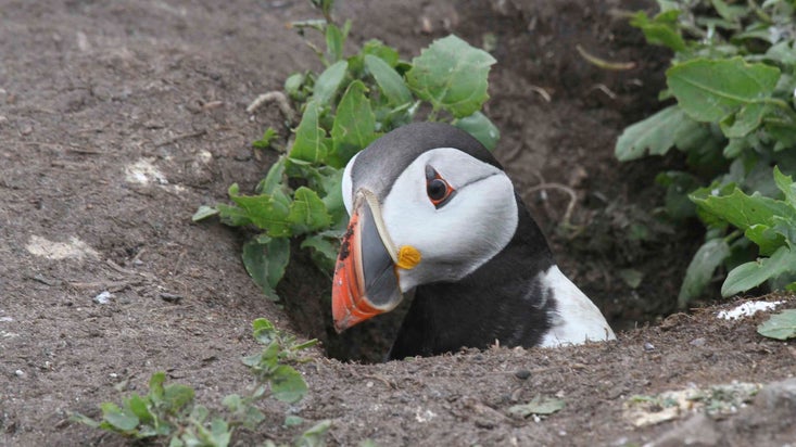 Puffin emerging from nest hole, Farne Islands, Northumberland